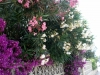 Bougainvillea & Oleander