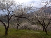 Mandelblüte in Februar