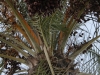 Dattelpalme