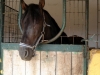 Reiten